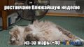 Грядущая неделя станет в Ростове аномально жаркой