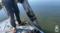 Более тысячи раков спасли на Соколовском водохранилище в Ростовской области, сообщили в МВД по региону