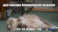 Грядущая неделя станет в Ростове аномально жаркой