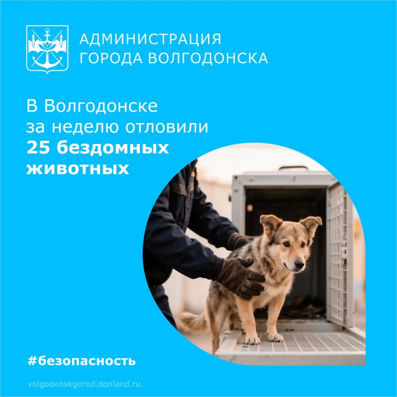 За прошлую неделю, с 27 июля по 2 августа, в Волгодонске отловили 25 безнадзорных животных