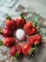 Три типа клубники для незабываемого урожая: секреты умного садоводства