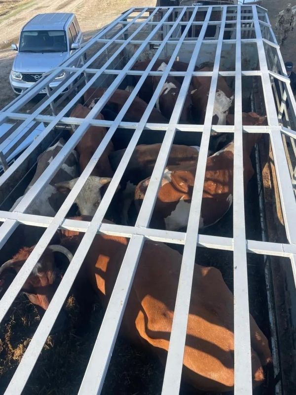 В Ростовской области будут судить банду, похитившую 59 коров в трех регионах
