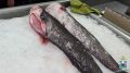 Более 10 килограммов рыбной продукции сомнительного качества изъяли полицейские после проверки на Центральном рынке Ростова.Рейд провели после того, как были возбуждены уголовные дела по фактам продажи рыбы, не отвечающей...