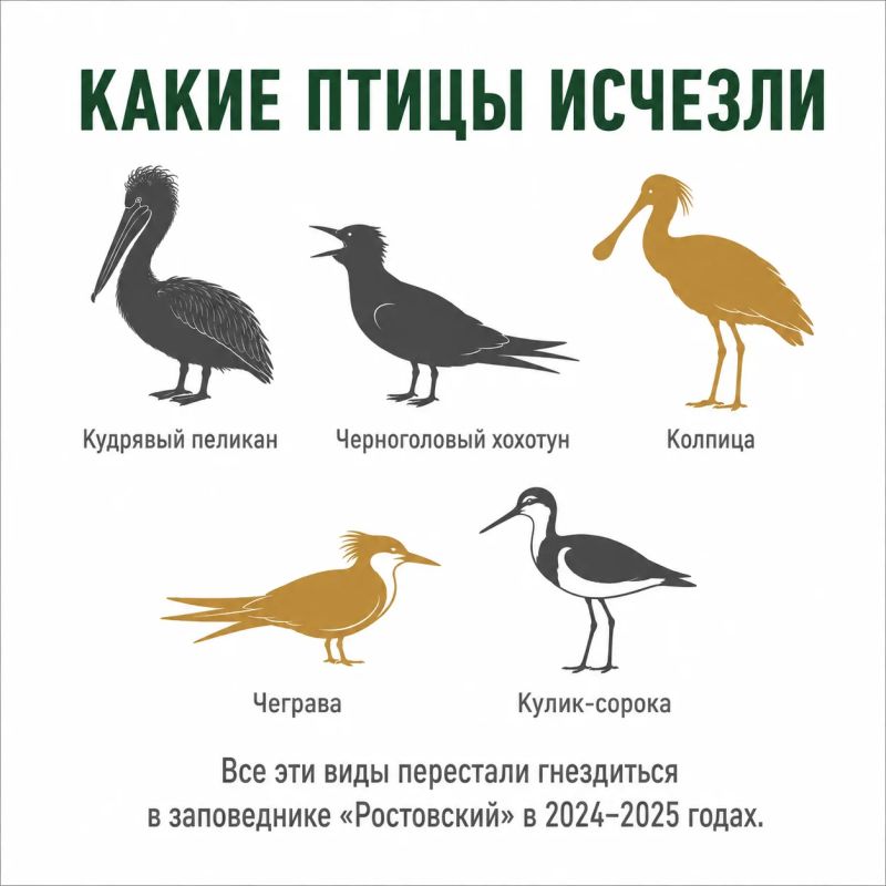 Крупнейшая колония краснокнижных птиц исчезла из заповедника «Ростовский» Крупнейшая колония краснокнижных птиц исчезла из заповедника «Ростовский»