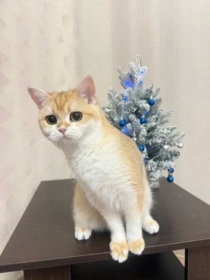 43-летняя ростовчанка Татьяна Наумова, бухгалтер по образованию 43-летняя ростовчанка Татьяна Наумова, бухгалтер по образованию