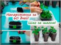 Как вырастить наперстянку: полезные советы для цветоводов