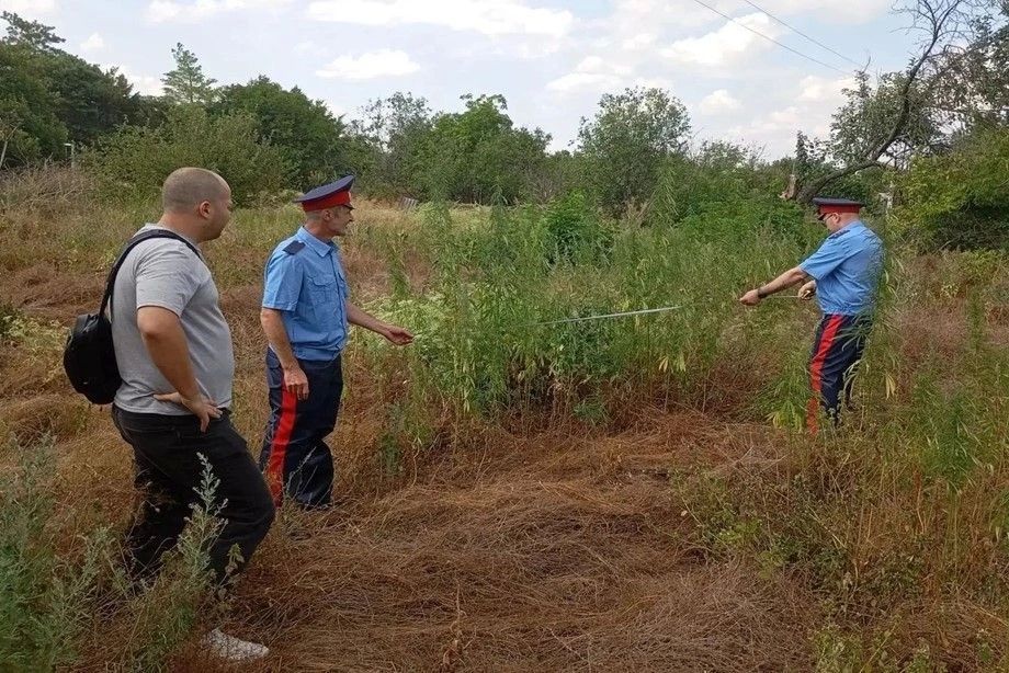 Подведены итоги второго этапа единого дня борьбы с дикорастущей коноплей Подведены итоги второго этапа единого дня борьбы с дикорастущей коноплей