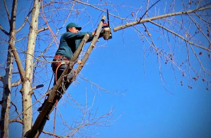 О санитарной обрезке деревьев предупредили жителей Советского района