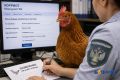 С 1 сентября владельцам ЛПХ придется ставить на учет домашних кур