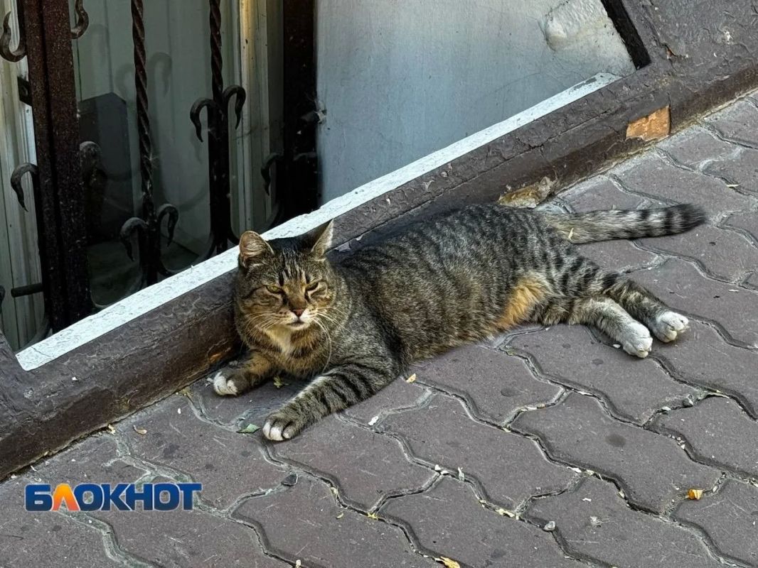 А кот-то явно правил не читал