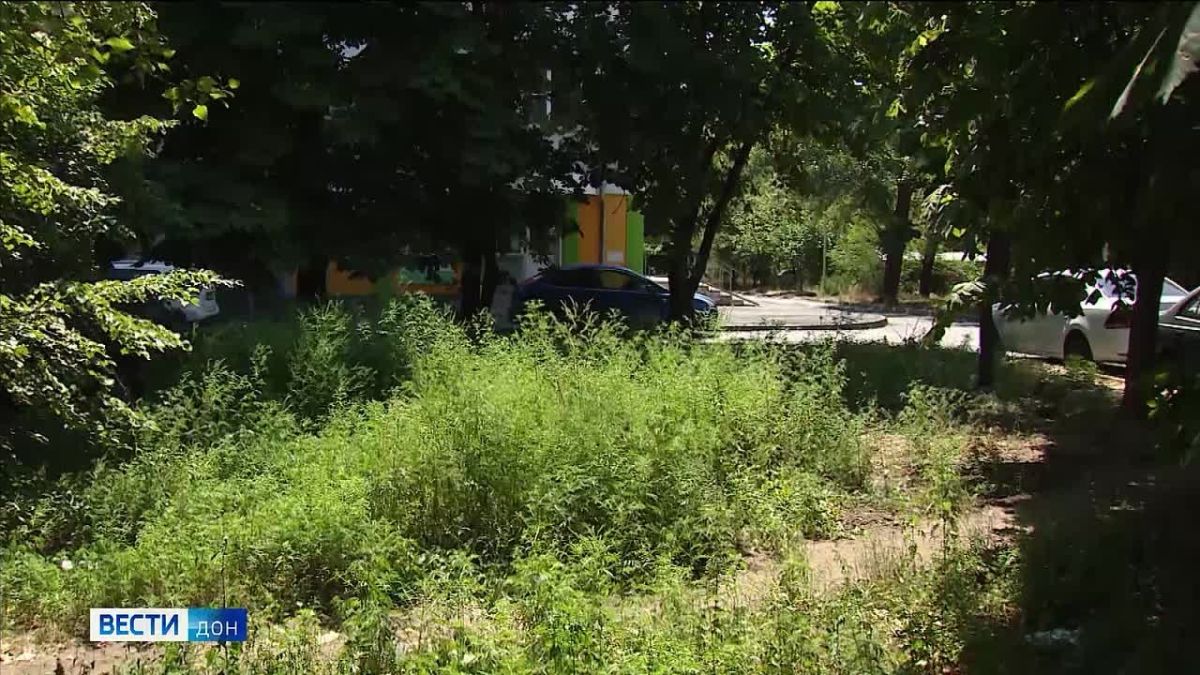 Август в донской столице - время, когда зелень вокруг перестает быть символом тени и уюта