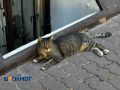 А кот-то явно правил не читал