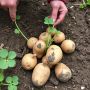Как избежать вырождения семенного картофеля: советы для огородников