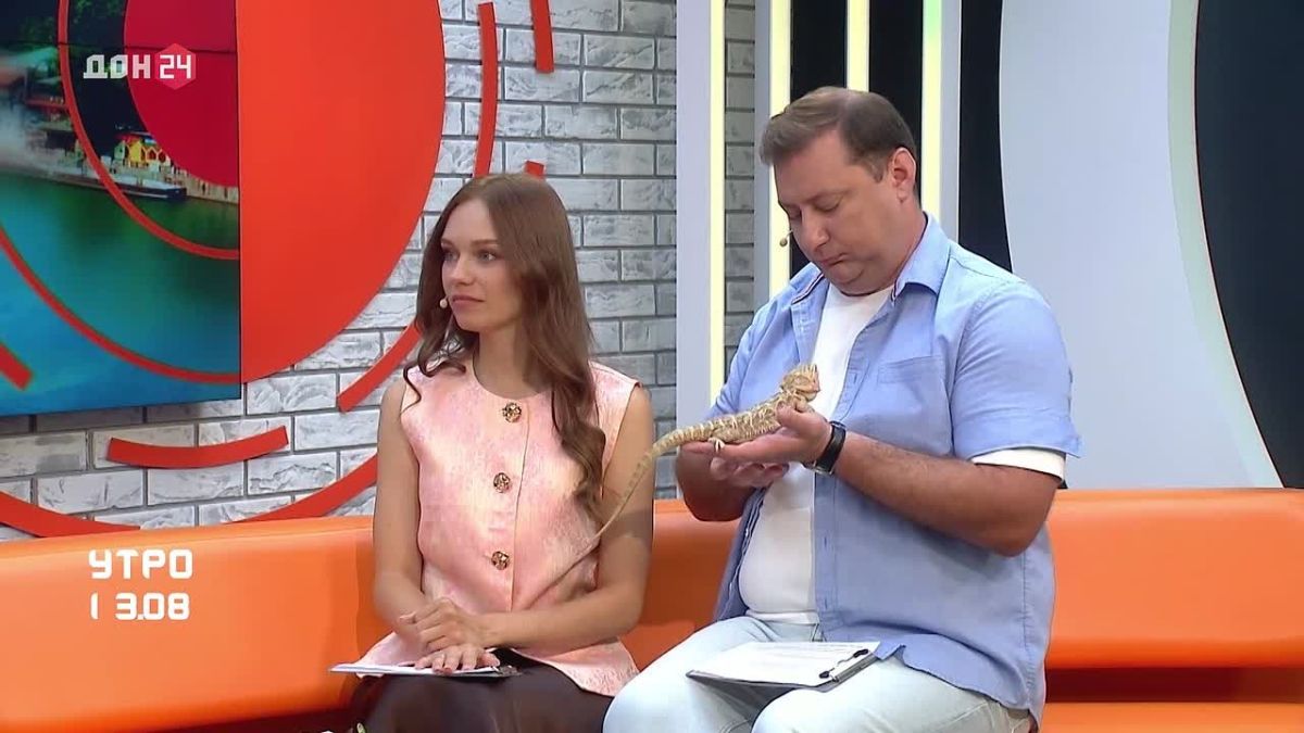 Самые любвеобильные ящерицы — агамы