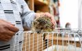 Почти исчезнувшие ушастые ежи начали возвращаться в Ростовский заповедник