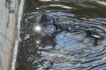15-летний подросток утонул в карьере в Шахтах