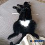 Сегодня День благодарности черному коту!