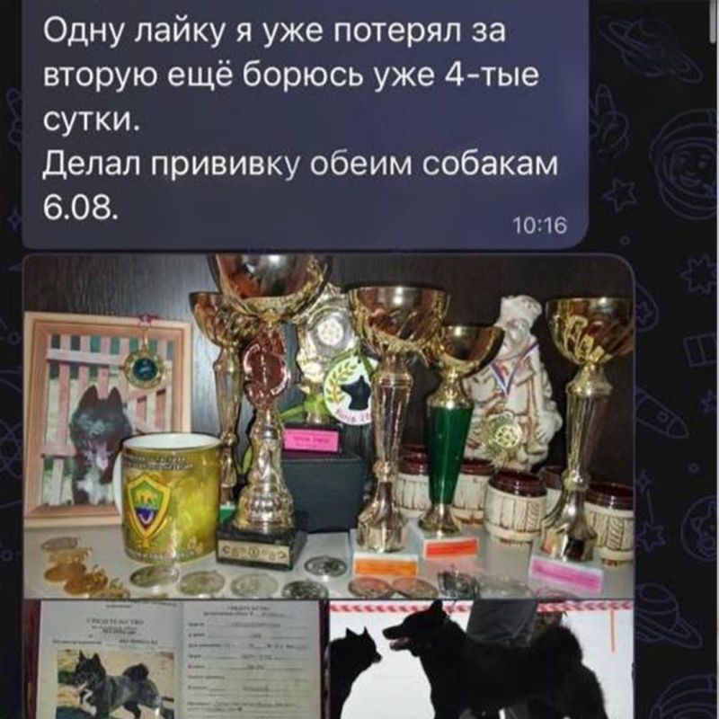 Сотни собак по всей России в тяжелом состоянии после прививки от бешенства «Мультикан-8» Сотни собак по всей России в тяжелом состоянии после прививки от бешенства «Мультикан-8»