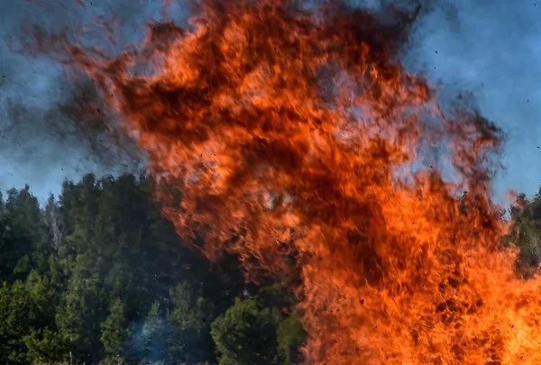 Лесной пожар в Верхнедонском лесничестве охватил 310 га