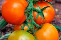 Томаты сорта Наслаждение: как вырастить вкусный урожай без лишних усилий