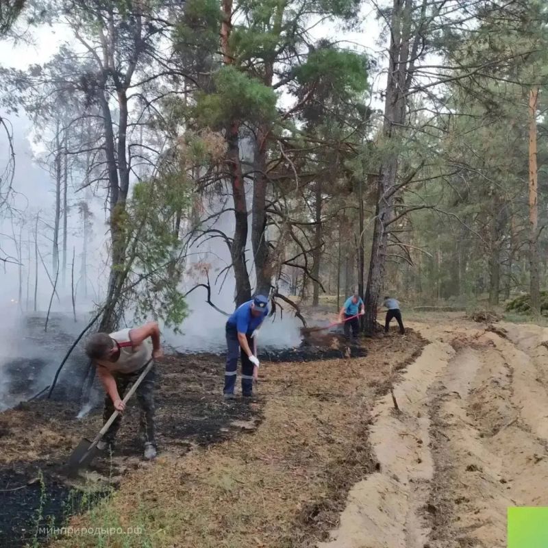 Лесной пожар в Верхнедонском лесничестве, который начался 17 августа, удалось остановить сегодня в 11:30