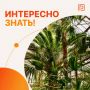 #ИнтересноЗнать. А вы знали, что идея создать ботанический сад в Ростове появилась ещё в 1915 году? Инициаторами стали профессора Варшавского университета (сейчас он - ЮФУ) В.Ф. Хмелевский и В.Н. Вершковский