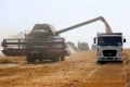Ростовская область стала лидером в стране по валовому сбору ранних зерновых