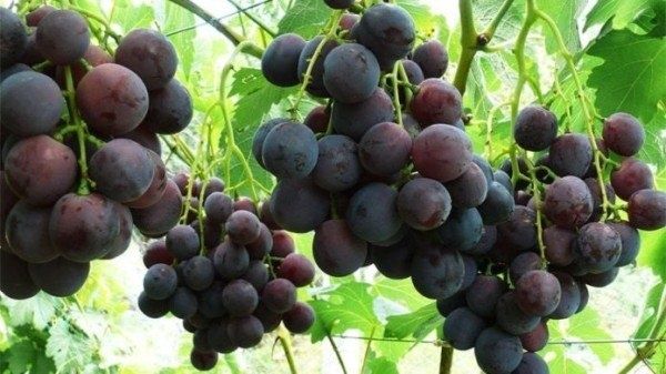 Виноград Рошфор: новое слово в мире садоводства