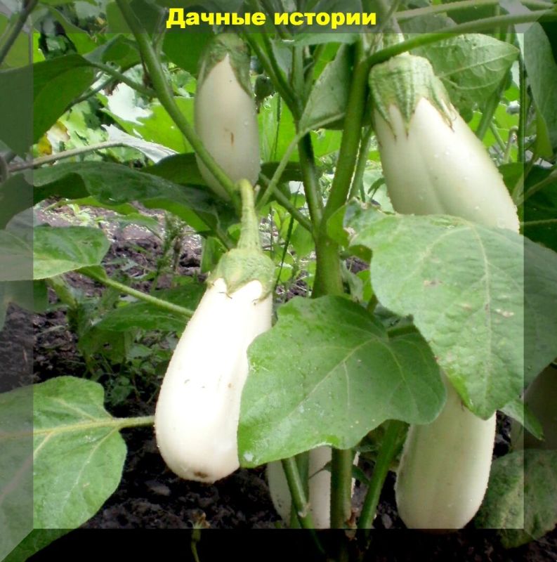 Как вырастить баклажаны: секреты к успеху и советы по уходу