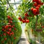 Лучшие Подкормки Для Томатов: Пять Секретов К Щедрому Урожаю