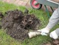 Секреты успешного розария: основные причины гибели роз и как их избежать