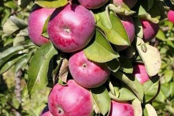 Яблоня Есения: компактность, урожайность и уход за уникальным сортом