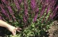 Омолодите свой шалфей: лучшие советы по размножению делением куста