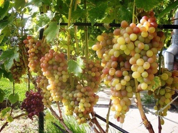 Виноград Тасон: новый фаворит виноградников России