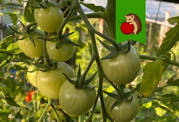 Как подкормка томатов влияет на размер и вкус плодов — секреты успешного урожая