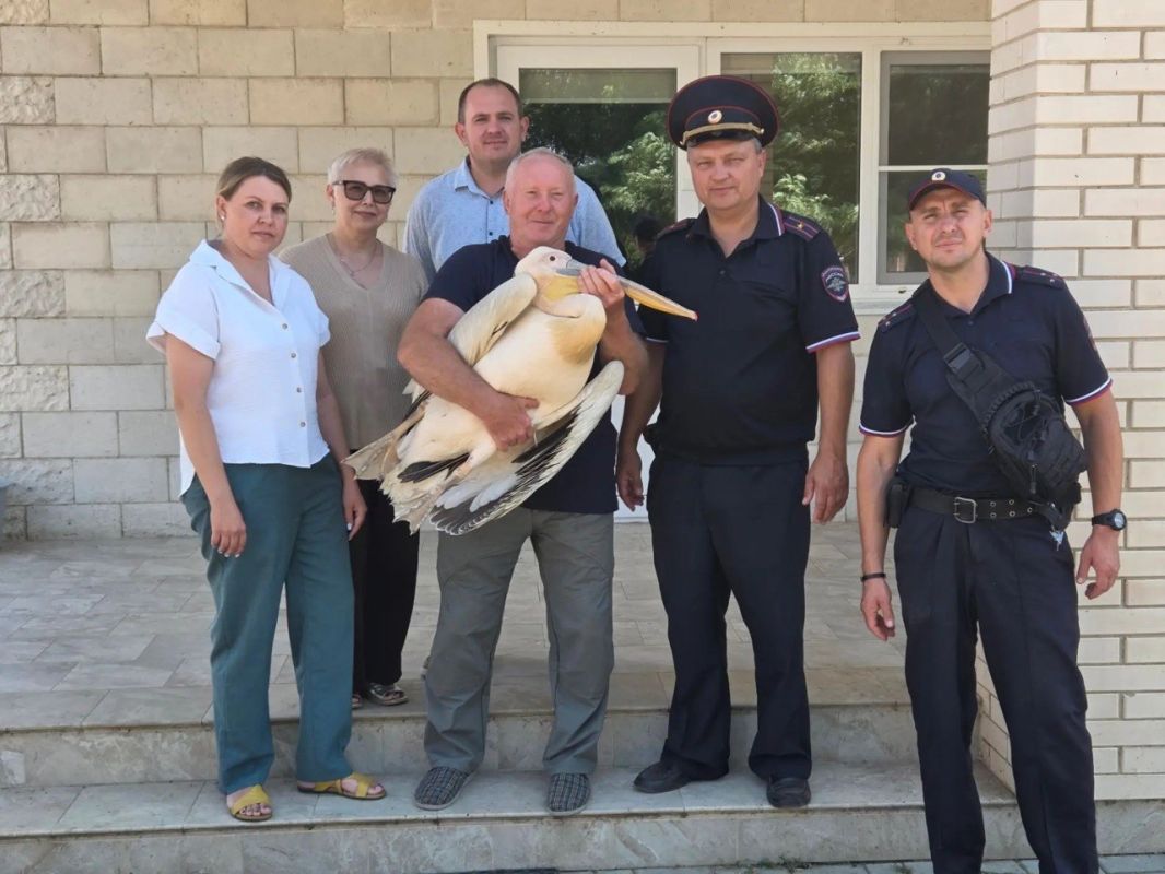 Раненого краснокнижного пеликана спасли в Пролетарском районе