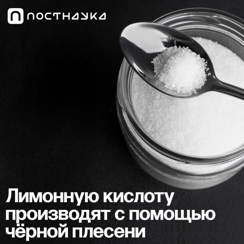 Как черная плесень помогает в производстве лимонной кислоты