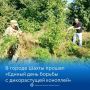 В Шахтах продолжается борьба с дикорастущей коноплей