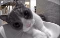В соцсетях завирусилось видео с умной кормушкой, которая напомнила коту про обед