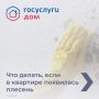 Плесень в доме: кто отвечает и что делать, смотрите в карточках