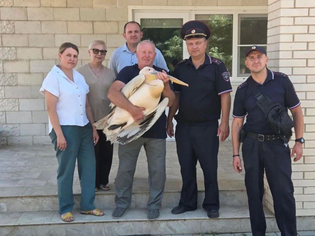 Раненого краснокнижного пеликана спасли в Пролетарском районе области Раненого краснокнижного пеликана спасли в Пролетарском районе области