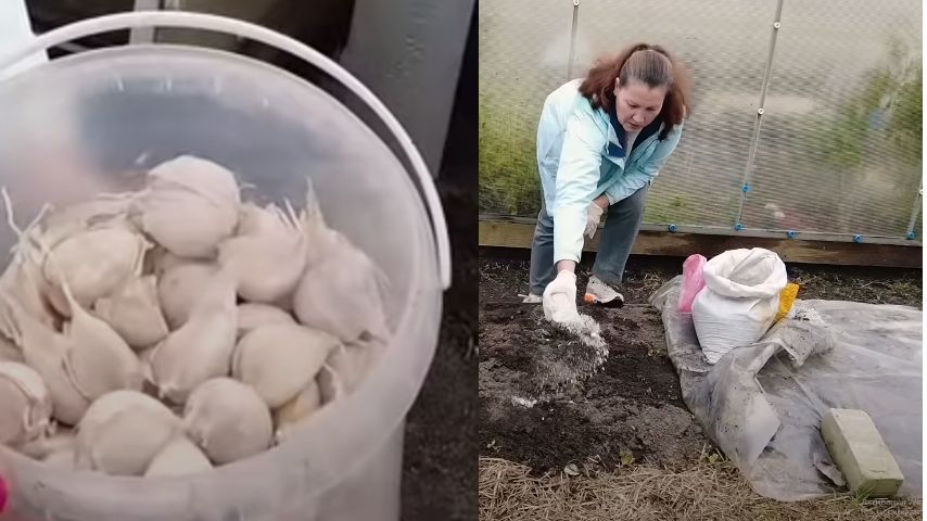 Готовим идеальные условия для озимого чеснока