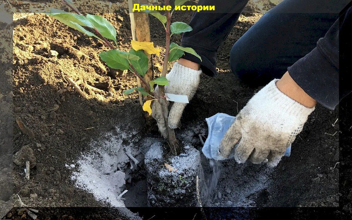 Успех ягодного сада: как правильно ухаживать осенью