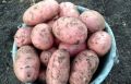 Как правильно сохранить картошку до нового урожая: советы агронома