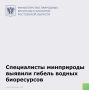 Специалистами минприроды области в результате проведенного выездного обследования зафиксирован замор рыбы в озере, расположенном в хуторе Ленинаван Мясниковского района