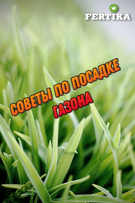 Как создать идеальный газон: пошаговое руководство для успешного посева