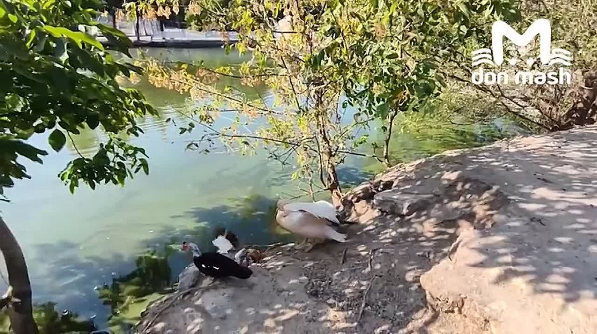Краснокнижный пеликан, которого спасли в Пролетарском районе, поправился
