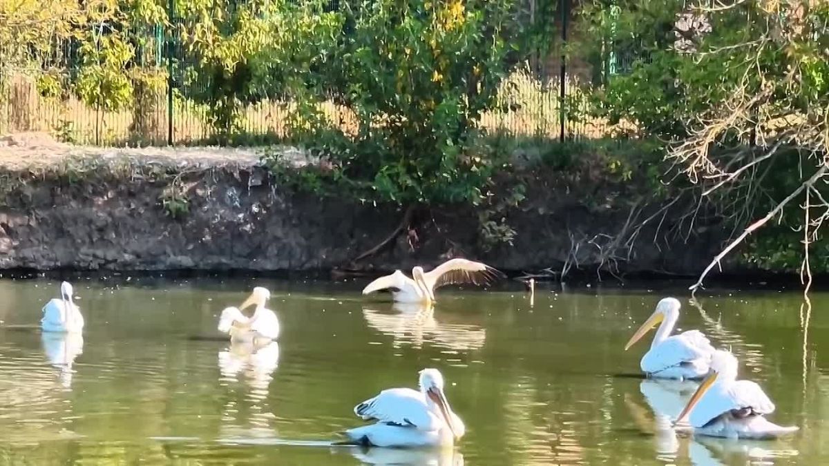 Раненый пеликан впервые вышел на озеро в зоопарке, сообщает зоосад