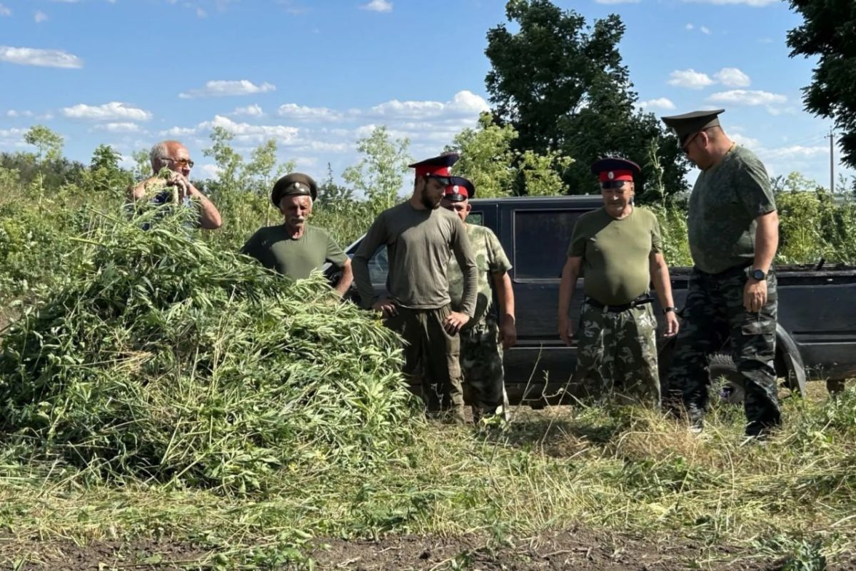 В Ростовской области с начала лета уничтожили больше миллиона кустов дикорастущей конопли В Ростовской области с начала лета уничтожили больше миллиона кустов дикорастущей конопли