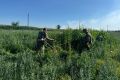 В Ростовской области с начала лета уничтожили больше миллиона кустов дикорастущей конопли